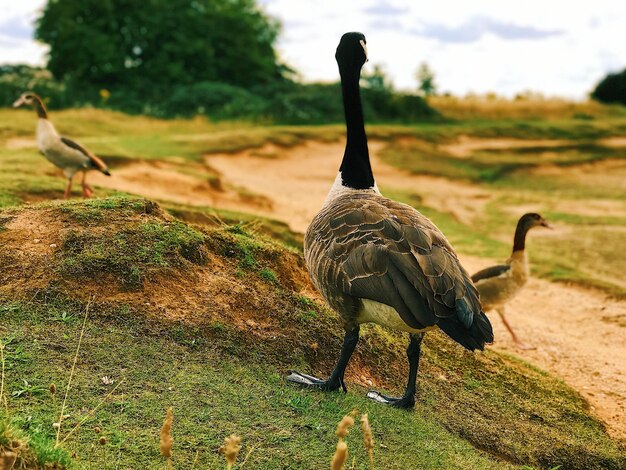 Photo les oiseaux sur le champ