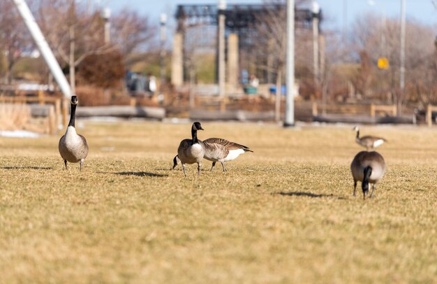 Photo les oiseaux sur le champ