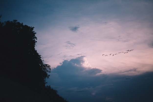 Oiseaux et ciel bleu le soir