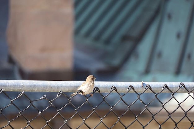 Oiseaux sur une clôture à Salt Lake City Utah