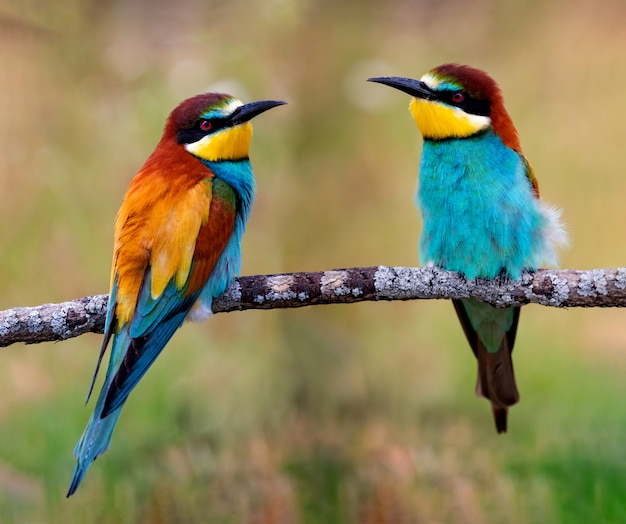 Oiseaux colorés sur une branche