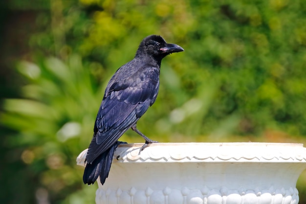 Oiseaux corvus de corbeau à gros bec de Thaïlande