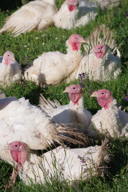 Photo des oiseaux dans un champ