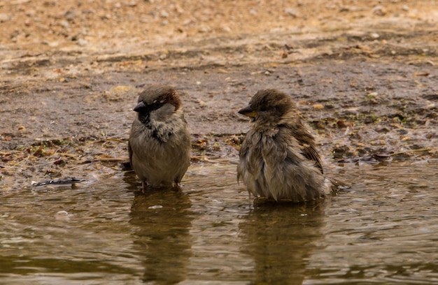 Photo les oiseaux dans l'eau