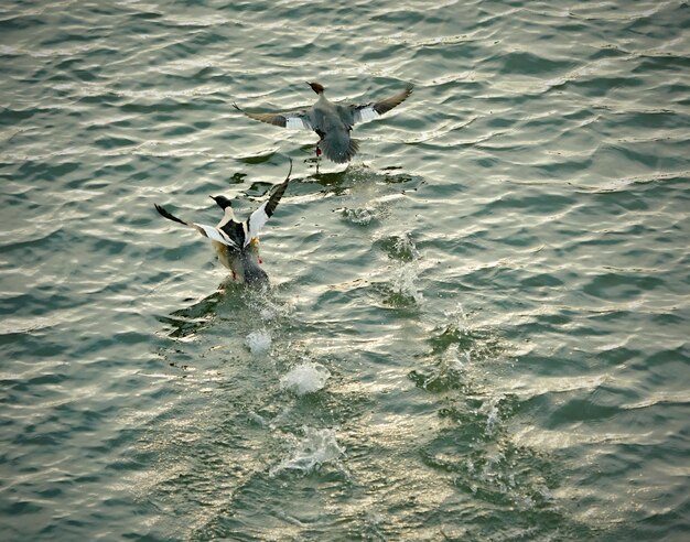 Photo les oiseaux dans l'eau