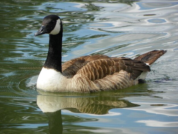 Photo les oiseaux dans les eaux calmes