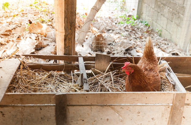 Les oiseaux dans une ferme