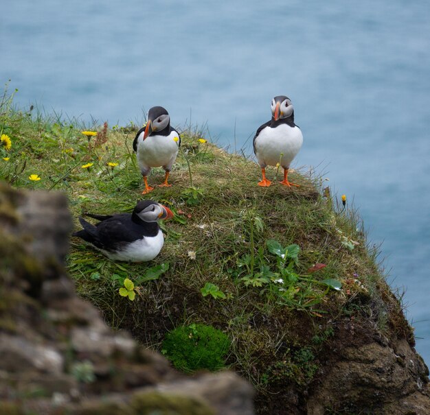 Les oiseaux dans le lac