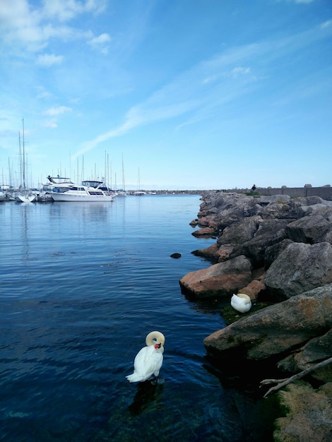 Des oiseaux dans la mer contre le ciel bleu