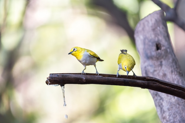 Oiseaux dans la nature sauvage