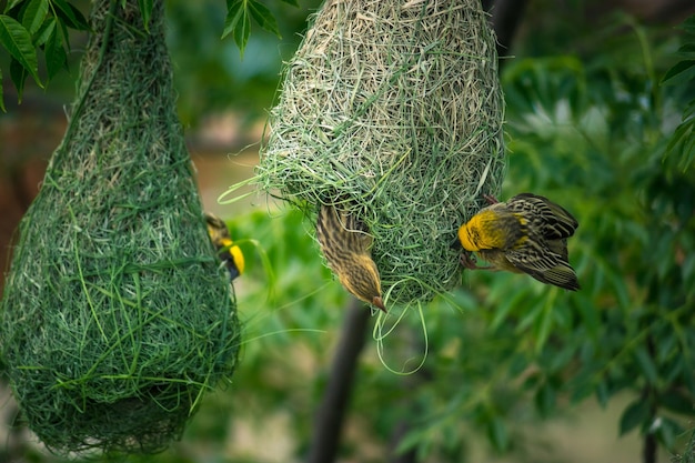 Oiseaux dans un nid suspendu à un arbre