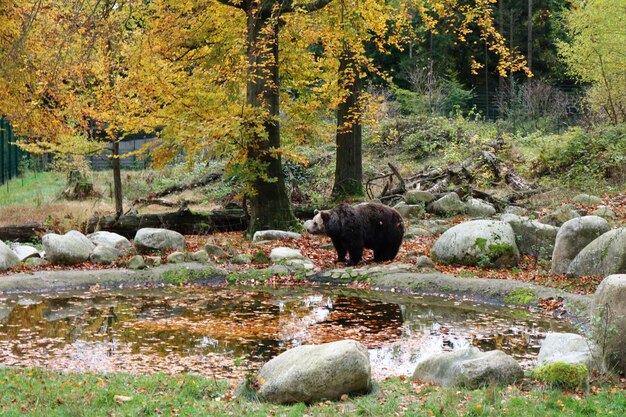 Photo les oiseaux dans le parc à l'automne