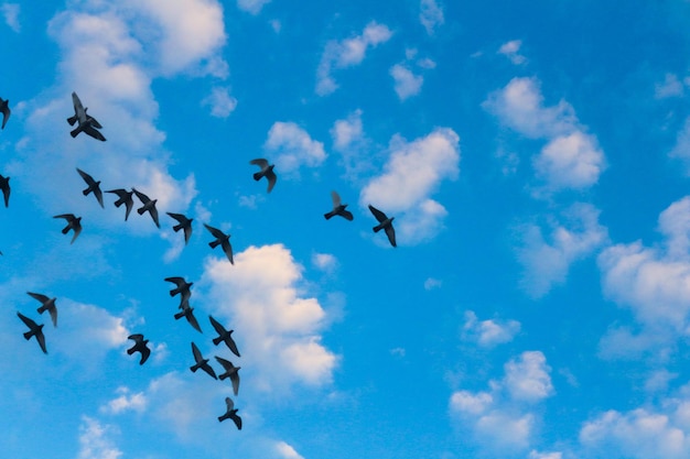 Photo les oiseaux dans le paysage du ciel photo