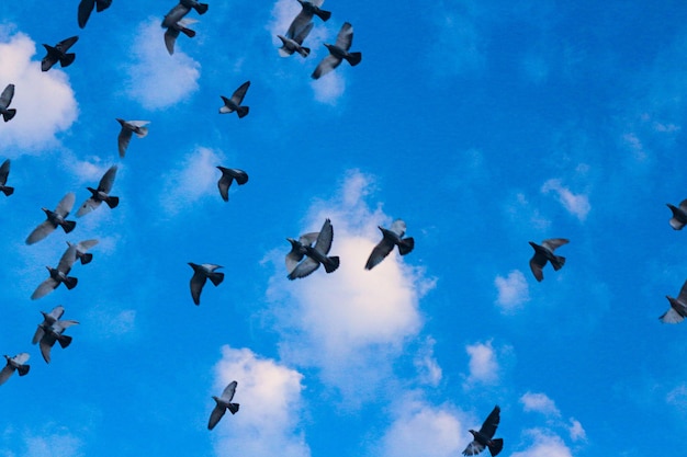 Photo les oiseaux dans le paysage du ciel photo