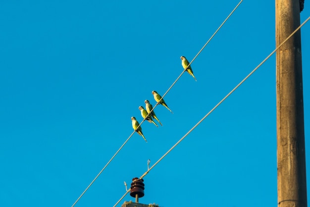 Oiseaux dans la zone humide du Mato Grosso Pocone Mato Grosso Brésil