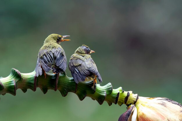 Des oiseaux à dos d'olivier sur une branche d'arbre