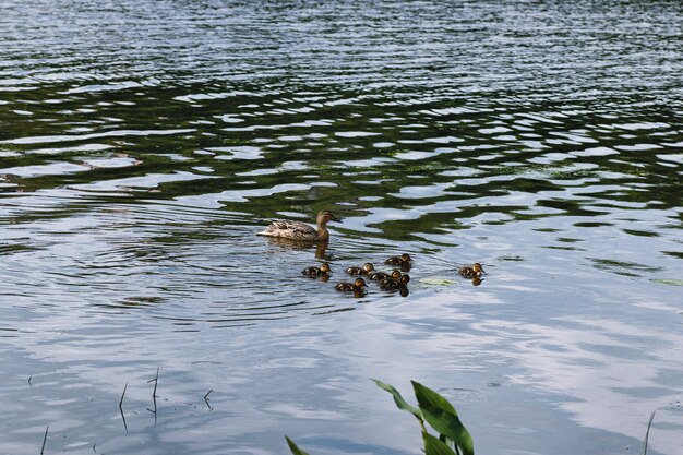 Oiseaux sur l'étang. Un troupeau de canards et de pigeons au bord de l'eau. Oiseaux migrateurs au bord du lac.