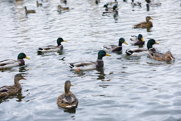 Oiseaux sur l'étang. Un troupeau de canards et de pigeons au bord de l'eau. Oiseaux migrateurs au bord du lac.