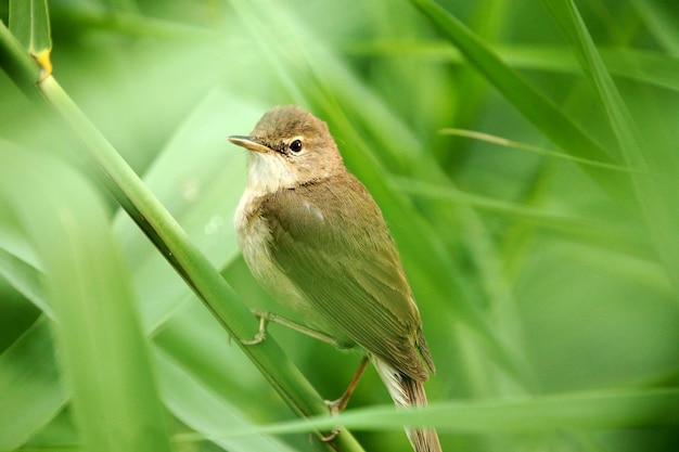 Oiseaux européens sur une branche