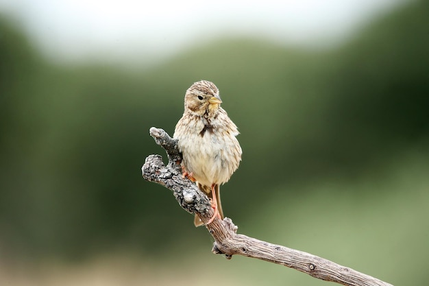 Oiseaux européens sur une branche