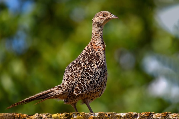 Oiseaux - Faisan de Colchide (Phasianus colchicus)