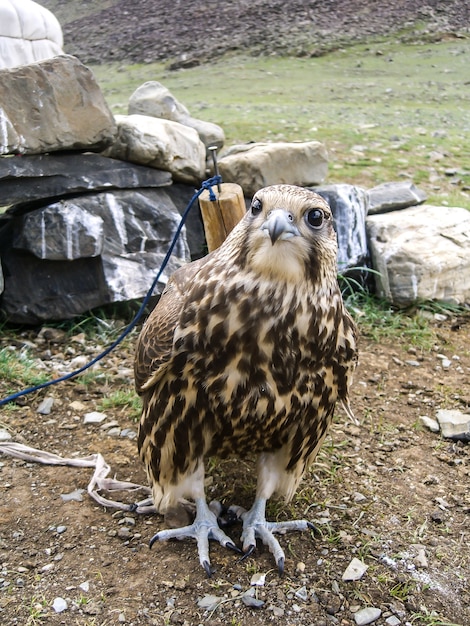 Oiseaux de faucon de Mongolie