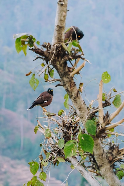 Oiseaux et faune de Dadeldhura, Népal