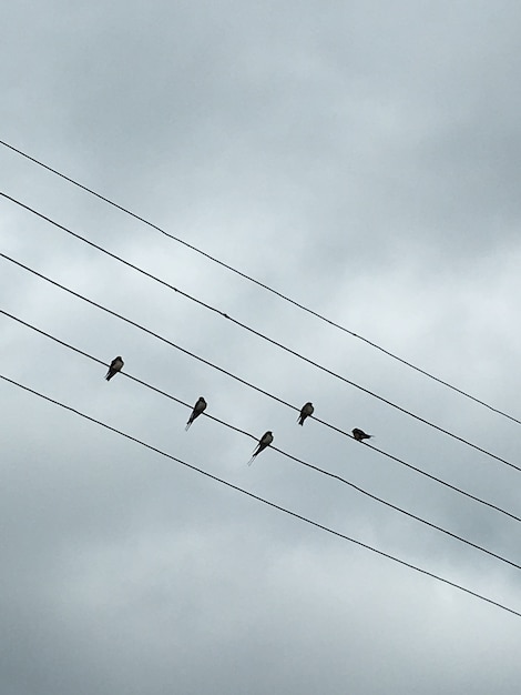 Oiseaux sur les fils