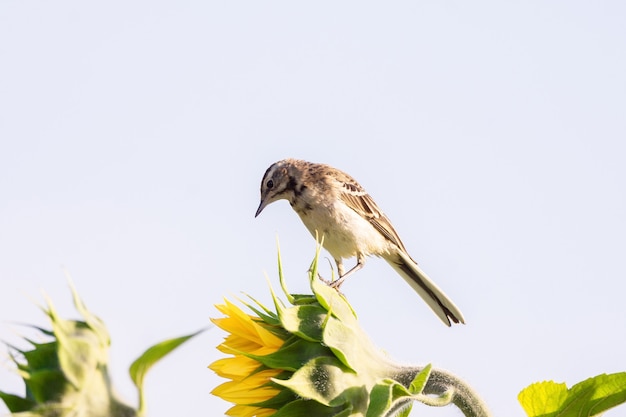 Photo oiseaux sur une fleur jaune