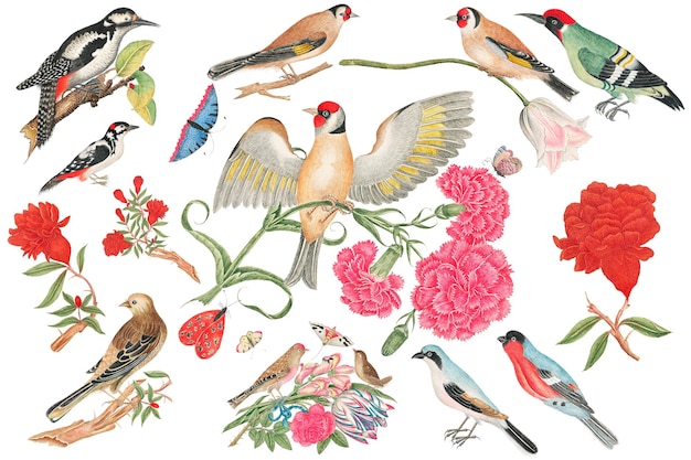 Des oiseaux et des fleurs vintage, un jeu d'illustrations png, remixé à partir des œuvres d'art du XVIIIe siècle des archives du Smithsonian.