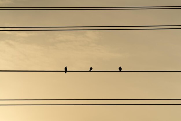 Photo oiseaux sur un fond de fil de câble électrique