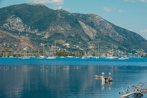 Oiseaux goéland en mer baie île de Lefkada Grèce