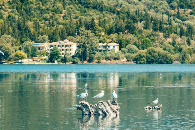 Oiseaux goéland en mer baie île de Lefkada