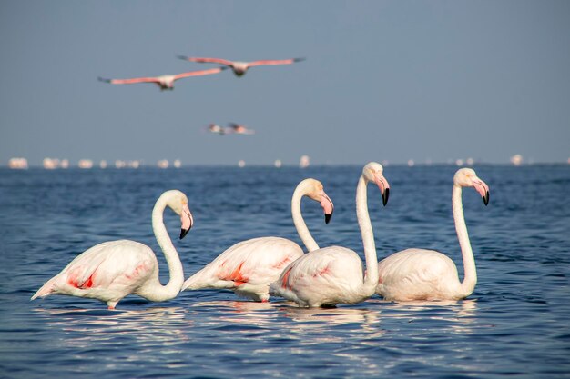 Photo des oiseaux de groupe de flamants roses africains se promènent autour du lagon bleu un jour ensoleillé