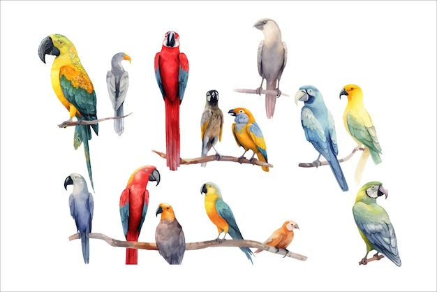 Oiseaux hawaïens sauvages isolés sur fond Illustration vectorielle de dessin animé