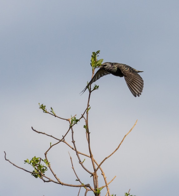 Oiseaux en hiver sur la côte cantabrique!