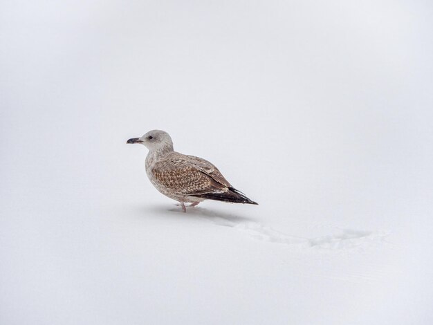 Oiseaux en hiver. Jeune mouette dans la neige. La dure vie des animaux et des oiseaux dans le concept d'hiver.