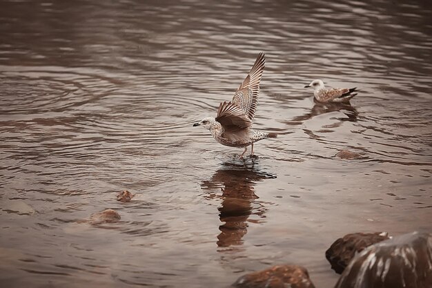 oiseaux hivernants / troupeau d'oiseaux, lac d'hiver, oiseaux sauvages sur lac d'hiver, canards migrateurs saisonniers