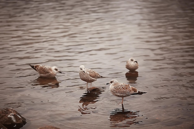 Oiseaux Hivernants / Troupeau D'oiseaux, Lac D'hiver, Oiseaux Sauvages Sur Lac D'hiver, Canards Migrateurs Saisonniers