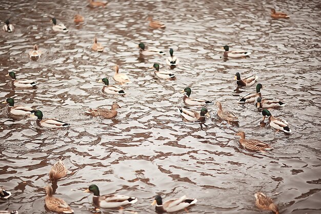 oiseaux hivernants / troupeau d'oiseaux, lac d'hiver, oiseaux sauvages sur lac d'hiver, canards migrateurs saisonniers