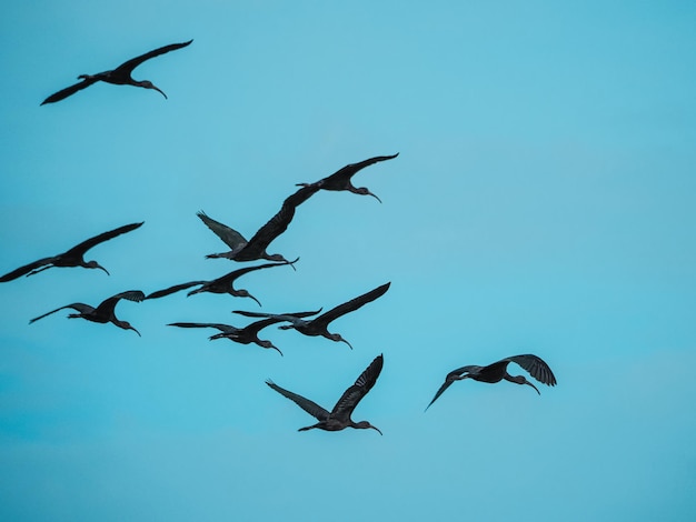 Oiseaux ibis brillants