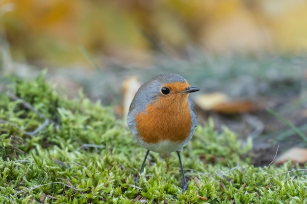 Oiseaux de jardin. Robin Erithacus rubecula aux abords sauvages