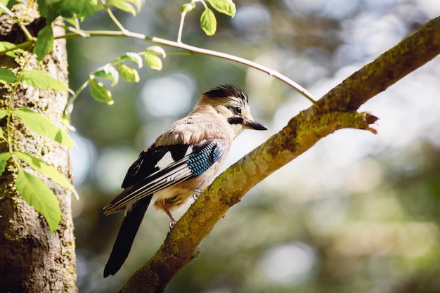 Oiseaux Jay dans la réserve tôt le matin