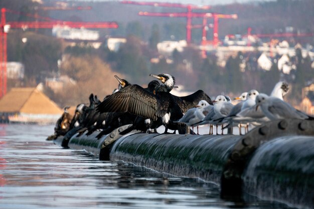 Photo des oiseaux sur un lac