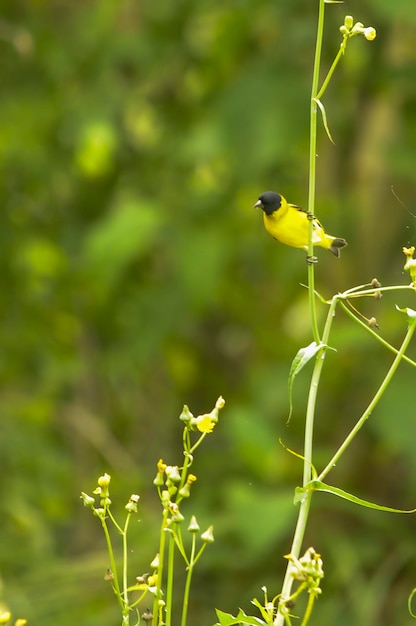 Oiseaux en liberté et dans leur environnement de l'uruguay