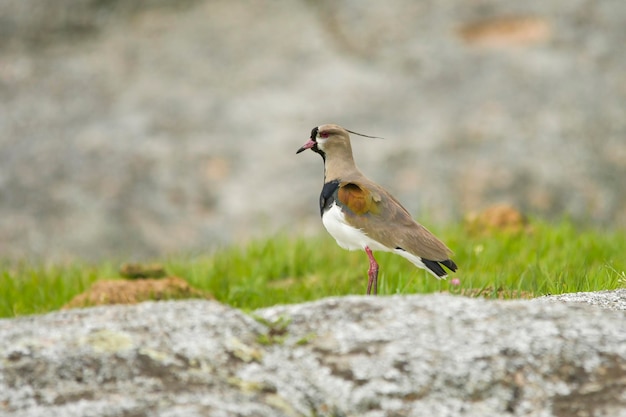 Oiseaux en liberté et dans leur environnement de l'uruguay