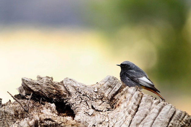 Oiseaux en liberté et dans leur environnement