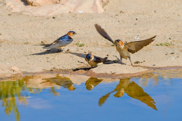 Oiseaux en liberté et dans leur environnement