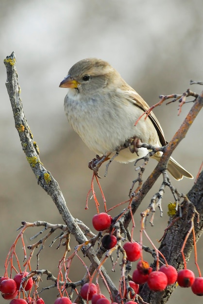 Oiseaux en liberté et dans leur environnement