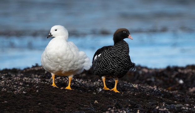 oiseaux mâles et femelles noirs et blancs